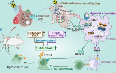 ACS Nano：具有免疫活性的氧化铪基STING纳米激动剂用于癌症放射免疫治疗