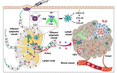 ACS Nano：纳米疫苗“孵育”三级淋巴结构以抵抗鼻咽癌