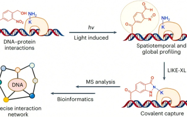 Nature Chemistry：DNA-蛋白质相互作用的时空和全局分析能够发现低亲和力转录因子
