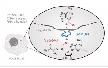 Nature Chemistry：利用核酶在活细胞中进行位点特异性RNA烷基化的SAM类似物