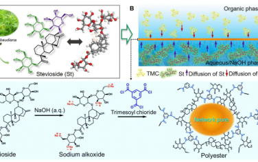 Science Advances：纳滤法用于抗生素脱盐的生物衍生聚酯纳米膜的微观结构优化