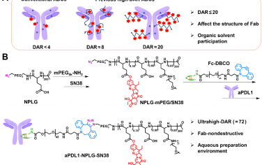 Biomaterials：PDL1单克隆抗体-聚合物-SN38偶联物用于结肠癌的精准治疗