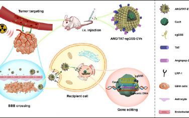 ACS Nano：工程型细胞外囊泡递送的CRISPR/Cas9用于胶质母细胞瘤的放疗增敏