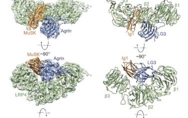 PNAS：argin/LRP4/MuSK信号复合物组装的结构见解