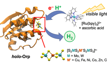 JACS：Mo-Cu氢酶光催化制氢