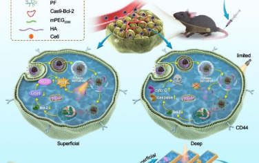 Biomaterials：肿瘤特异性激活的纳米-多米诺-CRISPR用于时空特异性肿瘤治疗