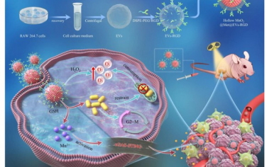 Biomaterials：超高效放射免疫治疗重塑具有持久先天免疫记忆的低氧和免疫抑制肿瘤微环境