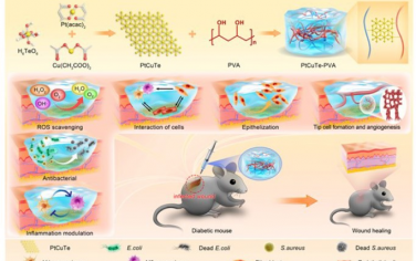 Advanced Materials： 具有强活性氧清除和非活性氧依赖抗菌特性的多功能PtCuTe纳米片促进糖尿病伤口愈合