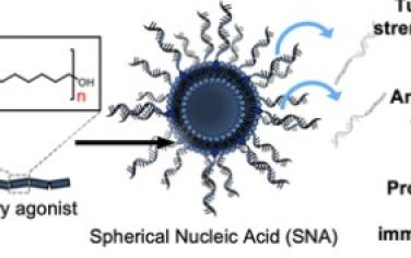 ACS Nano： 调整球形核酸中的DNA解离以增强免疫刺激