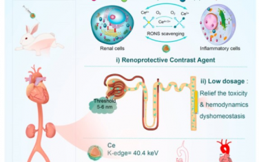 Biomaterials：具有肾保护性的二氧化铈造影剂