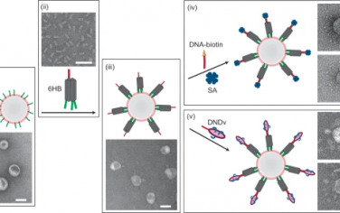 Nature Communications：DNA纳米结构脂质体的功能化和高阶组织