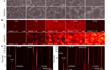 Science Advances：延迟固态反应可实现高效稳定的全无机钙钛矿太阳能电池和模块