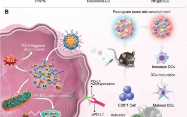 Adv. Mater：可诱导铜死亡的ROS响应性纳米粒子与αPD-L1相联合以增强肿瘤免疫治疗
