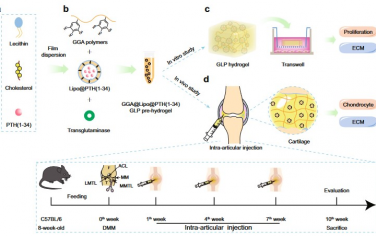 Nature Communications：可注射水凝胶治疗骨关节炎