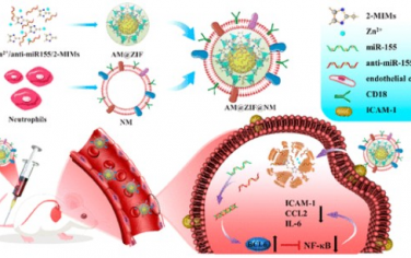 ACS Nano：中性粒细胞膜仿生MOF可通过靶向基因沉默治疗动脉粥样硬化