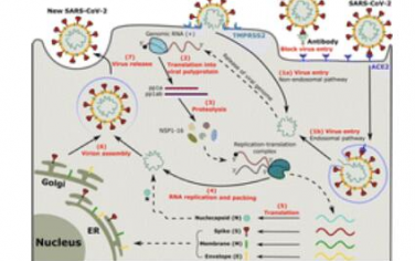 Chem. Soc. Rev.：SARS-CoV-2与宿主细胞和抗体的相互作用