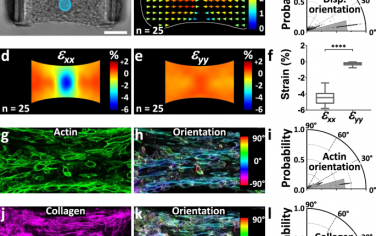 Nature Communications：光驱动生物致动器用于探测3D微组织的流变学