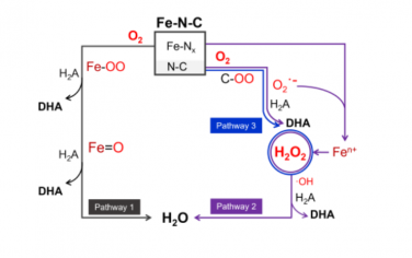 Angew：Fe-N-C纳米酶的Fe溶解现象、对ORR反应的影响