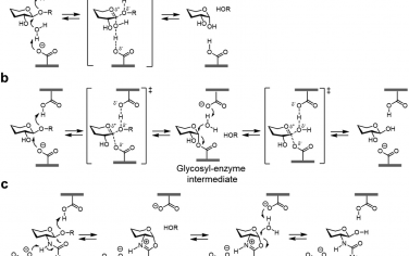 Chem. Soc. Rev：靶向糖苷酶的小分子的生物和治疗应用
