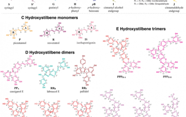 Science Advances：羟基二苯乙烯和单单体的仿生氧化共聚