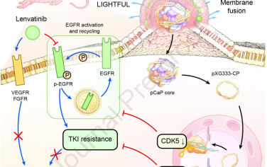 Biomaterials：LIGHTFUL纳米药物可克服EGFR介导的耐药性以增强基于酪氨酸激酶抑制剂的HCC癌治疗