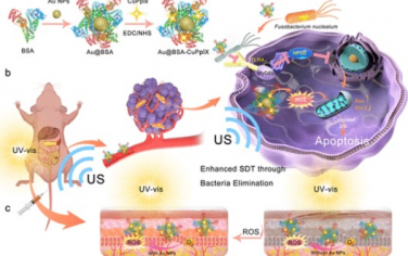 ACS Nano：调节瘤内具核梭杆菌可增强癌症声动力学疗法并减轻光毒性皮肤损伤