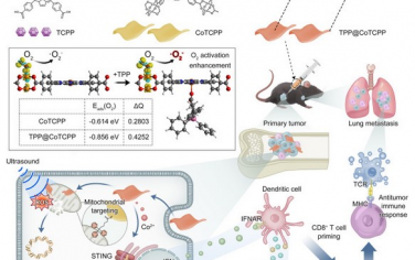 Biomaterials：钴基纳米激动剂可声动力学放大cGAS-STING活化以抵抗骨和转移性肿瘤