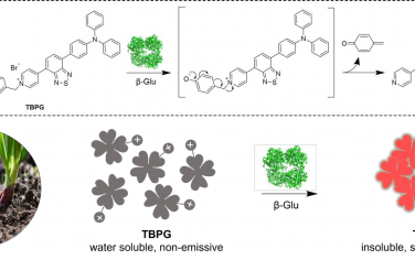 Biomaterials：新型的红光发射AIE探针用于测定β-葡萄糖苷酶的活性