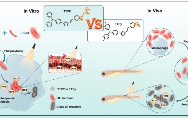 Biomaterials：多功能离子依赖性AIEgens用于治疗肺结核的效果评价