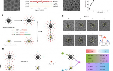 Advanced Materials： 级联催化纳米颗粒选择性碱化癌溶酶体以抑制癌症进展和转移