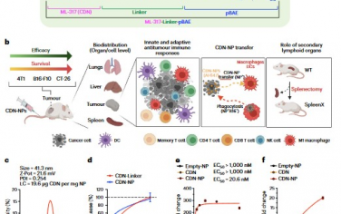 Nature Nanotechnology：深入研究STING激动剂偶联到聚合物纳米颗粒后的抗癌效力强化作用