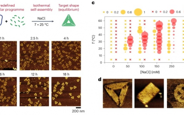 Nature Nanotechnology：室温自组装DNA折纸术