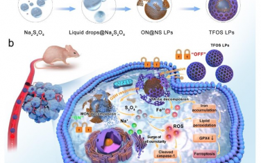 Advanced Materials：可实现纳米催化癌症治疗的液体纳米颗粒