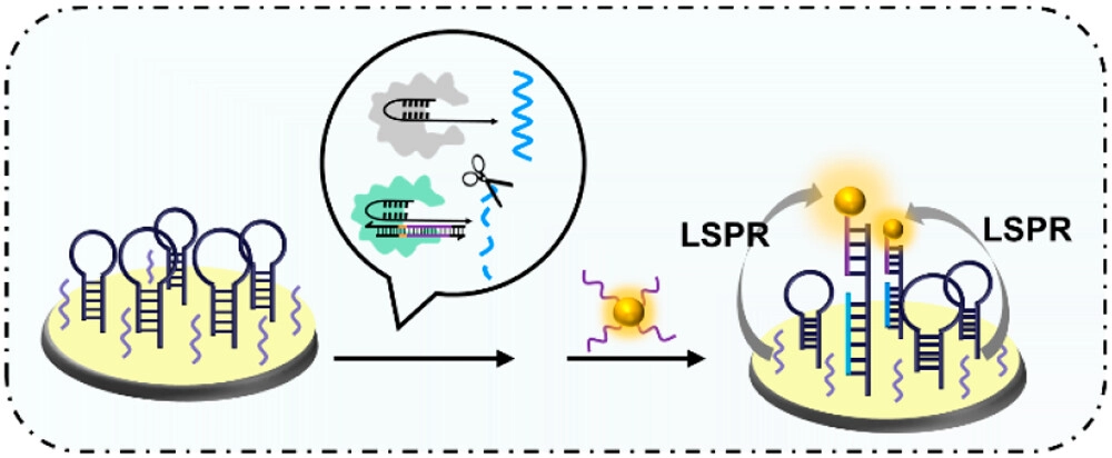 Anal. Chem.：目标激活的CRISPR/Cas12a对敏感电化学发光DNA分析的聚合物点的表面结合调节