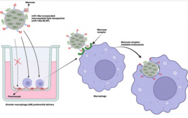 ACS Nano：巨噬细胞靶向脂质纳米颗粒递送microRNA-146a可减轻失血性休克引起的急性呼吸窘迫综合征