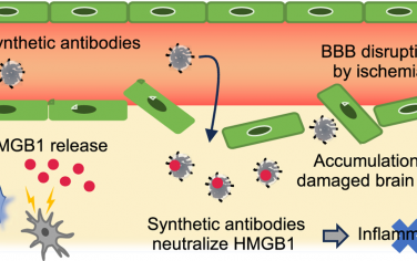 JACS：设计抗HMGB1合成抗体以用于体内缺血/再灌注损伤治疗