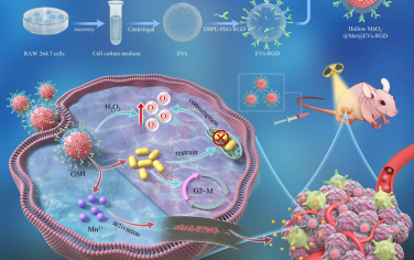 Biomaterials：超高效放射-免疫疗法可重编程乏氧和免疫抑制性肿瘤微环境以产生持久的先天免疫记忆