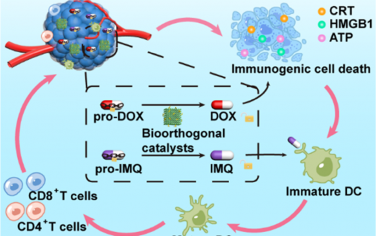 JACS：基于COF催化平台介导的生物正交激活原位疫苗用于癌症免疫治疗