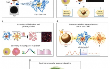 Nature Nanotechnology：癌症细胞凋亡的无线电分子量子信号