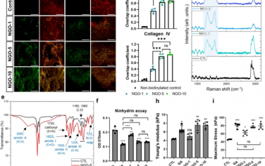 Nature Communications: 与纳米氧化石墨烯交联的生物工程肝脏通过MMP抑制和免疫调节实现有效的肝脏再生