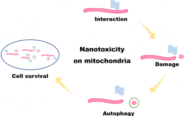 ACS Nano：二维MoS2和BN纳米片可通过膜穿透损伤线粒体