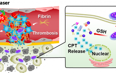 ACS Nano：调控仿生纳米盘靶向新生血管的能力以协同光激活肿瘤梗死和化疗