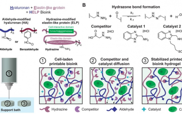 Science Advances：3D打印动态水凝胶