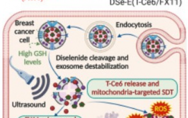 Biomaterials：包载糖酵解抑制剂的生物可还原外泌体可通过癌症靶向药物释放和细胞能量耗竭强化线粒体靶向声动力学癌症疗法