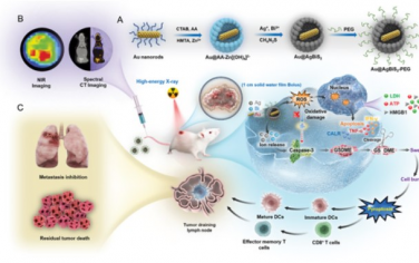 Advanced Science： Au@AgBiS2纳米粒子作为高效放射增敏剂诱导癌症放射免疫治疗中的焦亡