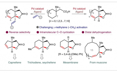 Nature Chemistry：通过C（sp3）-H位点选择性获得不饱和双环内酯