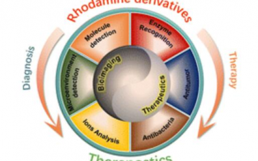 Chem. Soc. Rev.：用于生物成像和治疗的基于罗丹明衍生物的荧光染料的最新进展、挑战和前景