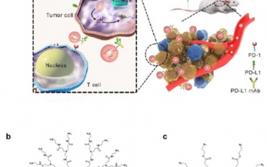 Advanced Materials：PD-L1抗体偶联枝状纳米系统可同时抑制糖酵解和提升抗肿瘤免疫反应