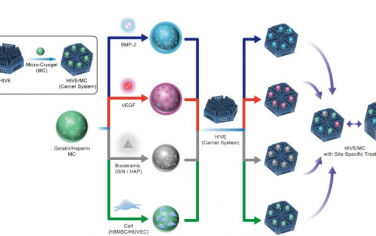 Advanced Materials：3d打印可组装定制支架作为多用途微冷冻凝胶载体用于特定部位的再生医学