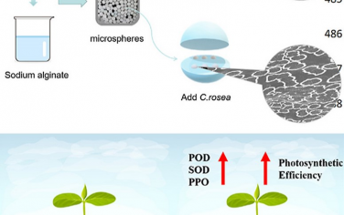 Biomaterials：固定化真菌制剂可用于管理番茄种植中遭受的病原菌威胁